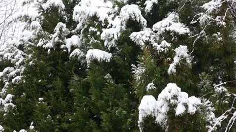 Snow falling on evergreen Stock Footage 22247046