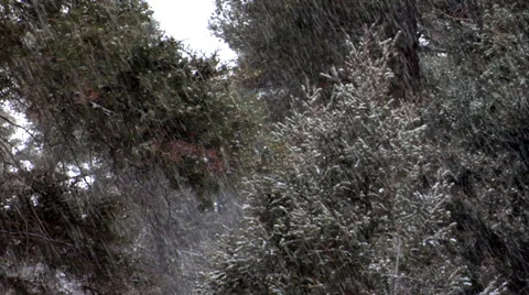 Snow Falling Evergreen Forest 動画素材 34428377