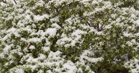 Snow falling on an evergreen hebe bush in the garden, camera pans  Stock Footage 148276128