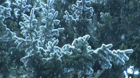 Snow falling on evergreen pine tree branches, slow motion 스톡 동영상 111969