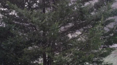 Snow Falling Evergreen Tree Stock Footage 169319588