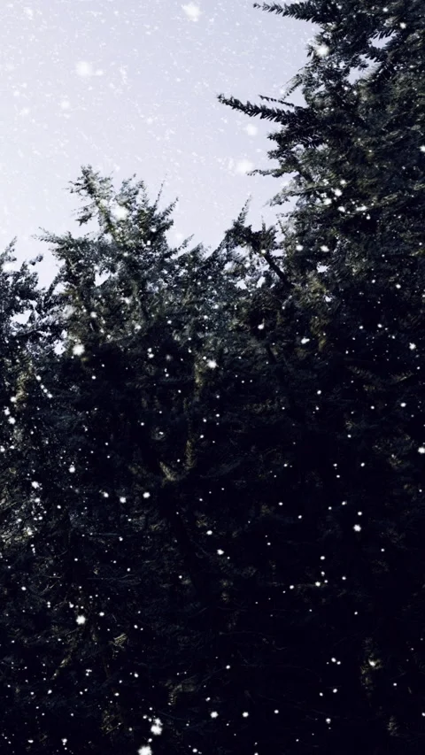 Snow falling on evergreen trees in a forest during winter season Stock Footage 334172503