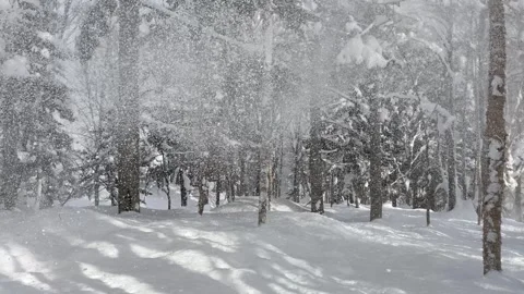Snow falling from evergreen trees in winter woodland Stock Footage 329178413