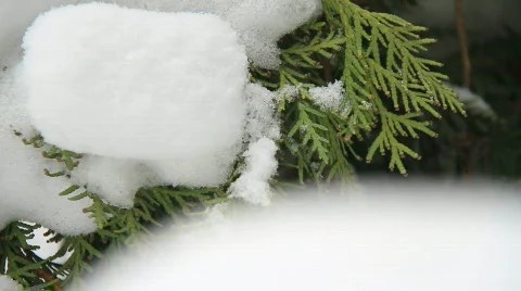Snow falling on evergreens 1 Video stock 743713
