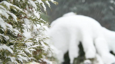 Snow falling on evergreens 2 Stock Footage 743711