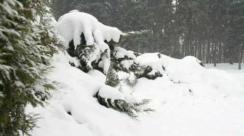 Snow falling on evergreens 4 Stock Footage 743706