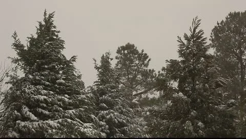 Snow falling on evergreens Stock Footage 11123170