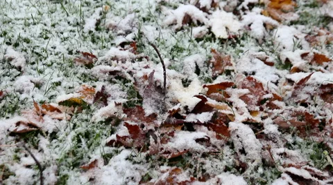 Snow falling on fall leaves Stock Footage 43266305