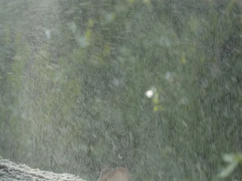 Snow falling on fallen tree trunk in forest Stock Footage 73687132