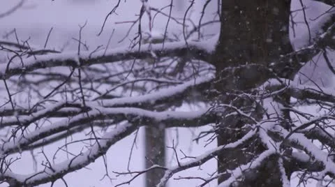 Snow falling fast cu of snow covered tree high shutter speed 스톡 동영상 18116937
