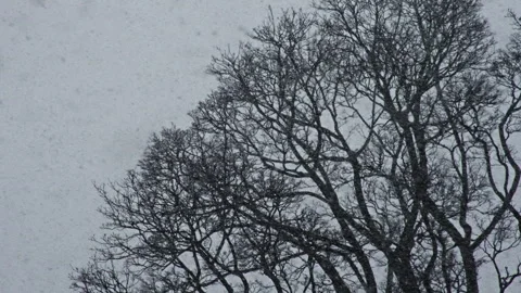 Snow falling fast in front of an old tree Stock Footage 268695788