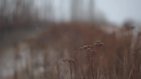 Snow Falling in Field Stock Footage 210980300