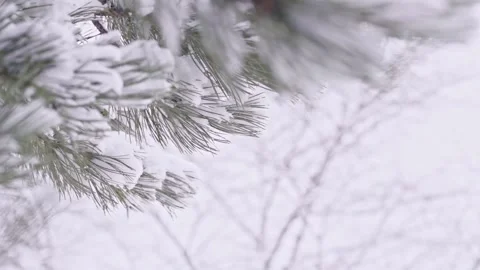 Snow falling at the fir branches Stock Footage 220463445
