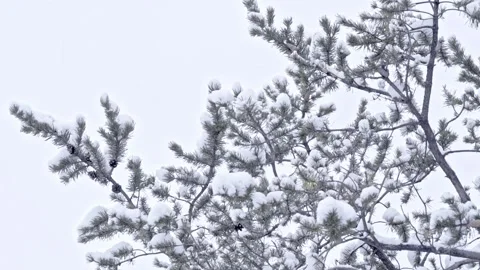 Snow falling at the fir branches Stock Footage 220463456