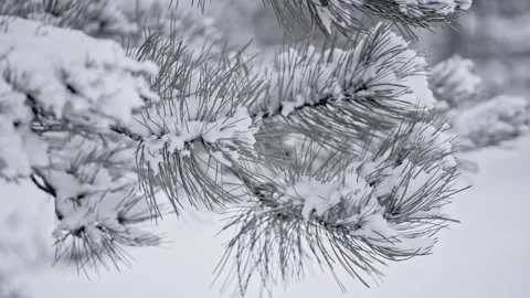 Snow falling at the fir branches Stock Footage 220463469