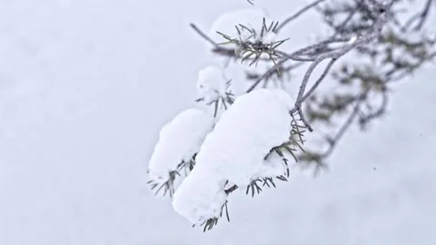 Snow falling at the fir branches Stock Footage 220463480