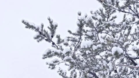 Snow falling at the fir branches Stock Footage 220463493