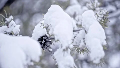 Snow falling at the fir branches Stock Footage 220463500