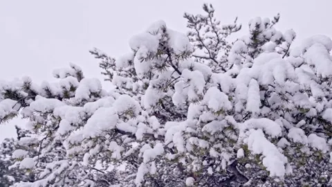 Snow falling at the fir branches Stock Footage 220463517
