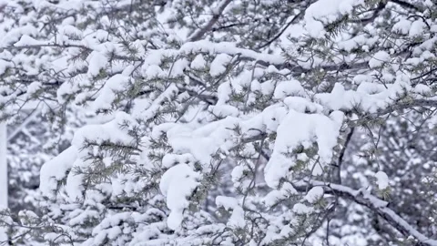 Snow falling at the fir branches Stock Footage 220463528