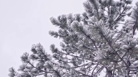 Snow falling at the fir branches Stock Footage 220463572