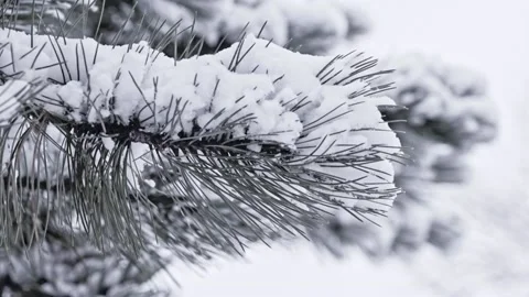 Snow falling at the fir branches Stock Footage 220463593