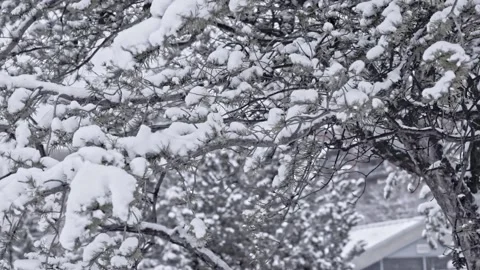 Snow falling at the fir branches Stock Footage 220463613