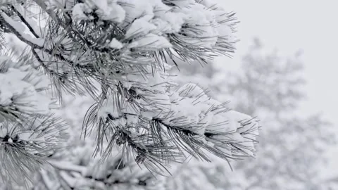 Snow falling at the fir branches Stock Footage 220463629