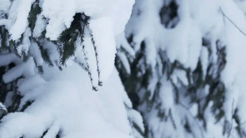 Snow falling from fir tree branches Stock Footage 95927862