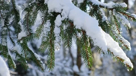 Snow falling at the fir tree branches on sunny day in winter forest Stock Footage 147650841