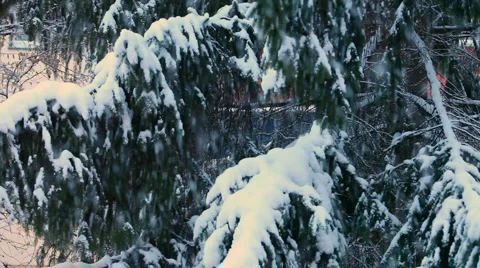 Snow falling on fir tree Stock Footage 5049709