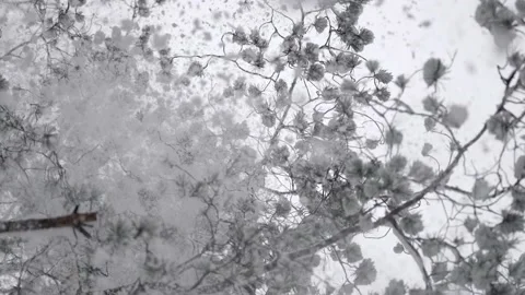 Snow falling from a fir-tree Video stock 157975543