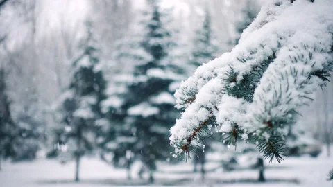 Snow falling at the fir trees branches 2 Stock Footage 84849616