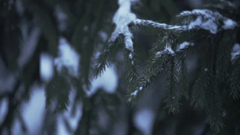 Snow falling at fir trees branches Slow motion Stock Footage 96098472