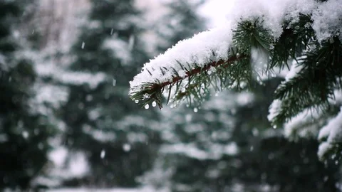Snow falling at the fir trees branches Stock Footage 98319827