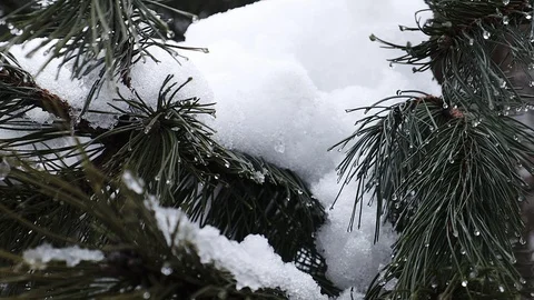 Snow falling at the fir trees branches Vidéo 101241099