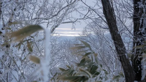 Snow falling at the fir trees branches Stock Footage 101890848