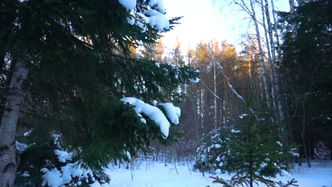 Snow falling at the fir trees branches, slow motion Stock Footage 108739071