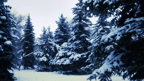 Snow falling at the fir trees branches 23 Stock Footage 111449334