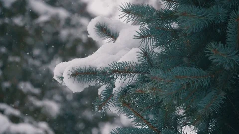 Snow falling at the fir trees branches Stock Footage 121520376