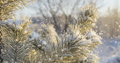 Snow falling at the fir trees branches Stock Footage 122524326