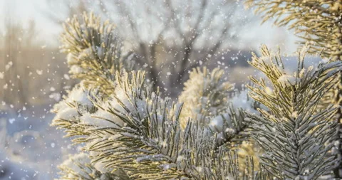 Snow falling at the fir trees branches Stock Footage 123467931