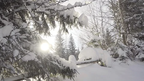 Snow falling at the fir trees branches Stock Footage 123692639