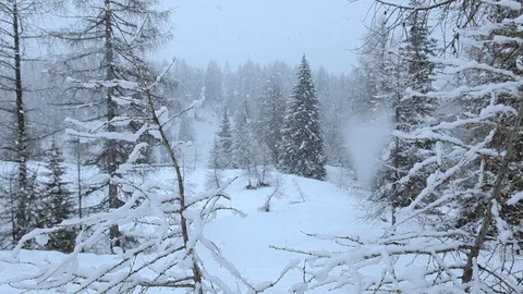 Snow falling at the fir trees branches dolly shot Video stock 127738307