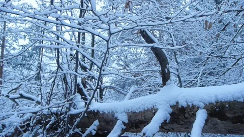 Snow falling at the fir trees branches dolly shot Stock Footage 127738668
