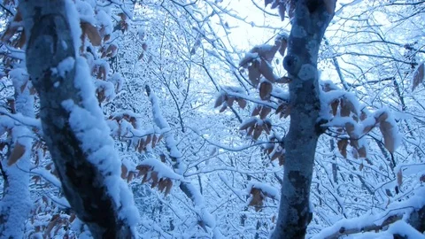 Snow falling at the fir trees branches dolly shot Video stock 127738670