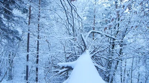 Snow falling at the fir trees branches dolly shot Video stock 127738673