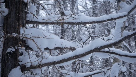 Snow falling at the fir trees branches Stock Footage 130095243