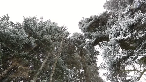 Snow falling at the fir trees branches Stock Footage 143866823