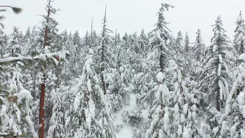 Snow falling at fir trees branches on cloudy cold winter day. Snowy mountains 4K Video stock 144689076